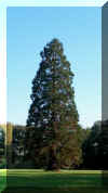 sequoia