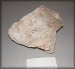 fossile omoplate