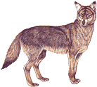 LE DERNIER LOUP DE ST ROMAIN